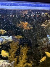 Beautiful cali dragonblood for sale  Kokomo