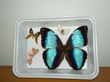 Schmetterling morpho helenor gebraucht kaufen Schmetterling morpho helenor gebraucht kaufen  Ingolstadt