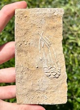 Quality fossil crinoid for sale  Coppell