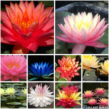 Premium water lily for sale  UK