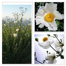 Giant tree poppy for sale  GLOUCESTER