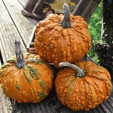 Pumpkin seeds vegetable for sale  IPSWICH