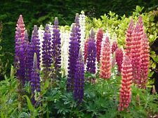 Sementes perenes de tremoço de plantas com flores rosa ou índigo - Tremoço Russell comprar usado  Enviando para Brazil
