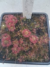 Drosera eastern states for sale  WARMINSTER
