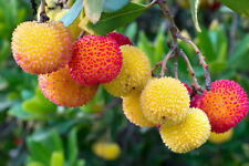Compact strawberry tree for sale  Albany