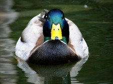 Mallard duck 8x10 for sale  Eau Claire