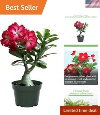 Desert rose live for sale  Cheshire