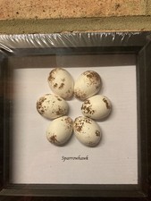 Replica birds eggs for sale Replica birds eggs for sale  BASINGSTOKE