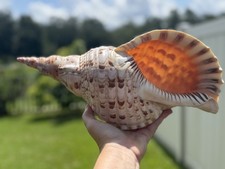 charonia tritonis for sale charonia tritonis for sale Riverview