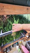 Leyland cypress starter for sale  Woodland