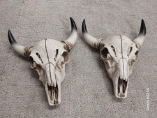 Western buffalo bull for sale  Houston