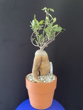Caudex cactus succulente d'occasion  Aire-sur-l'Adour