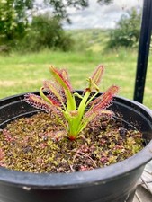 Seeds drosera capensis for sale  LLANDYSUL