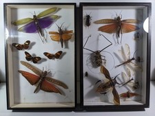 Cabinet curiosités lot d'occasion Cabinet curiosités lot d'occasion  Roussillon