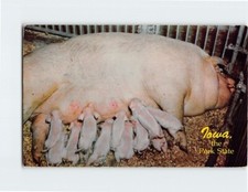 Postcard iowa pork for sale  Almond