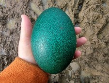 Emu egg for sale  OAKHAM