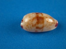 Cypraea fimbriata waikikiensis for sale  Kapolei