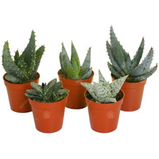 Set mixed aloe for sale  UK