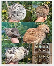 Quail eggs mixed for sale  OXTED