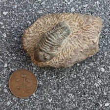 Moroccan fossil trilobite for sale  WINCHESTER