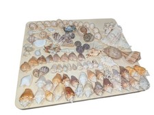 variety sea shells huge for sale variety sea shells huge for sale Olympia Fields
