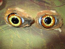 Anciens yeux lion d'occasion  Six-Fours-les-Plages