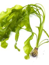 Aponogeton ulvaceus aquarium for sale  KETTERING