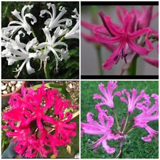 Nerine bowdenii mixed for sale  MEXBOROUGH