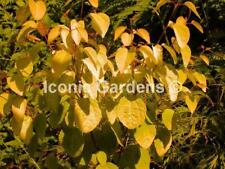 Rare katsura tree for sale  Stanwood