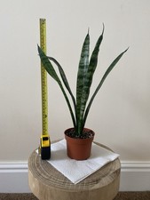 Sansevieria houseplant for sale  LLANELLI