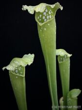 Sarracenia green monster for sale  Hillsboro