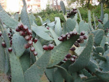 Taglio opuntia linguiformis usato  Trappeto