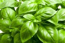 Seeds sweet basil for sale  READING