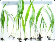 Java fern aquarium for sale  SCUNTHORPE