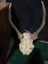 Antique roe deer for sale  Houston