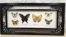Real butterflies framed for sale  BERKHAMSTED