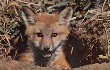 Postcard fox cub for sale  BURY