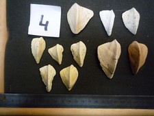 074.01 lithocardium aviculare d'occasion  Esbly