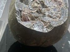 Reptile dinodagget fossil for sale  Clearfield