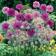 100 mixed allium for sale  PETERBOROUGH