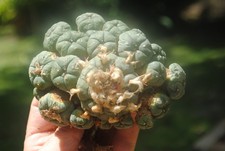 Ariocarpus astrophytum azteciu for sale  Tampa