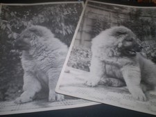 5 fotografias de moda de cachorro chow chow chow história social década de 1950 8 polegadas comprar usado  Enviando para Brazil