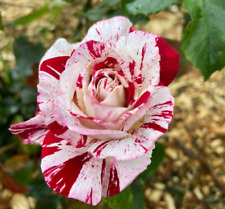 hybrid tea rose for sale hybrid tea rose for sale SPALDING