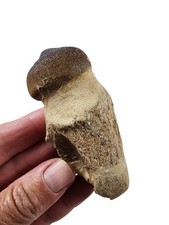 Mosasaur tooth root for sale  Boise