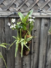 Orchid mounted cluster for sale  Brentwood