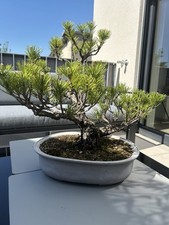 Japanischer schwarzkiefer pinu gebraucht kaufen  Flein