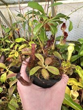 Nepenthes glandulifera exact for sale  DOLLAR