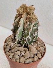 astrophytum usato astrophytum usato Brindisi