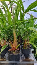 Trachycarpus fortunei hardy for sale  LEICESTER