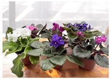 African violet plants for sale  Menifee